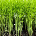 25 Mary Washington Asparagus Crowns - 2 Year Asparagus Roots
