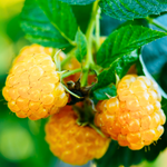 4 Fall Gold Raspberry Trees Plant 4-8 Inch Tall