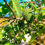 Sweet Soursop Plant 5-8 Inc Tall