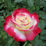 Double Delight Rose Plant Live