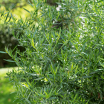 2 Mexican Tarragon Plants Mint Herb, Ship Bareroots 4-8 Inch Tall