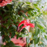 2 Red Lipstick Vine