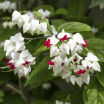 1 Clerodendrum White Bleeding Heart Plant 4-8 Inch Tall