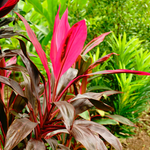 3 Cordyline Red Sister Hawaiian Ti Plants Rooted 7 To 10 Inch Tall