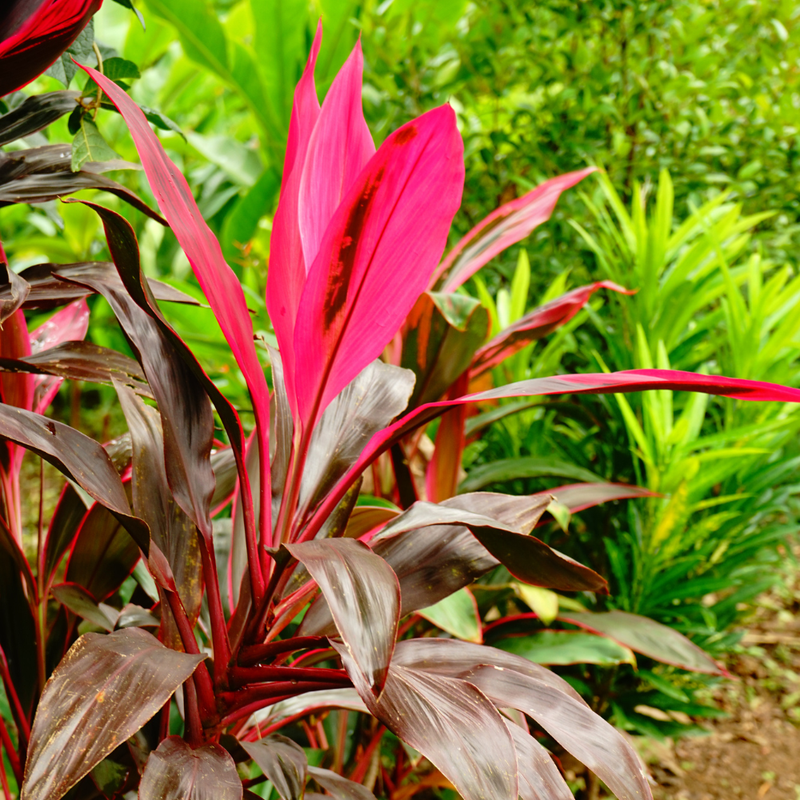 3 Cordyline Red Sister Hawaiian Ti Plants Rooted 7 To 10 Inch Tall