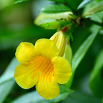 2 Yellow Allamanda Plants Live 4-6 Inc
