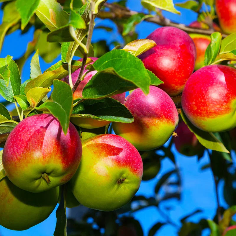2 Apple Trees Live Plants – Semi-Dwarf Fruit Trees 2 Feet Tall, Perfect for Growing Fresh Apples at Home