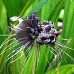 Live Tacca Bat Flower Plant - Black Orchid Tacca Chantrieri for Exotic Indoor Gardening - Many Sizes