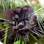 Live Tacca Bat Flower Plant - Black Orchid Tacca Chantrieri for Exotic Indoor Gardening - Many Sizes