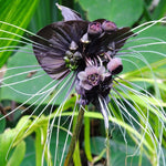 Live Tacca Bat Flower Plant - Black Orchid Tacca Chantrieri for Exotic Indoor Gardening - Many Sizes
