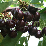 2 Black Cherry Trees Live Plants – Sweet Cherry Bareroot Trees, 1-2 Feet Tall, Perfect for Outdoor Orchards