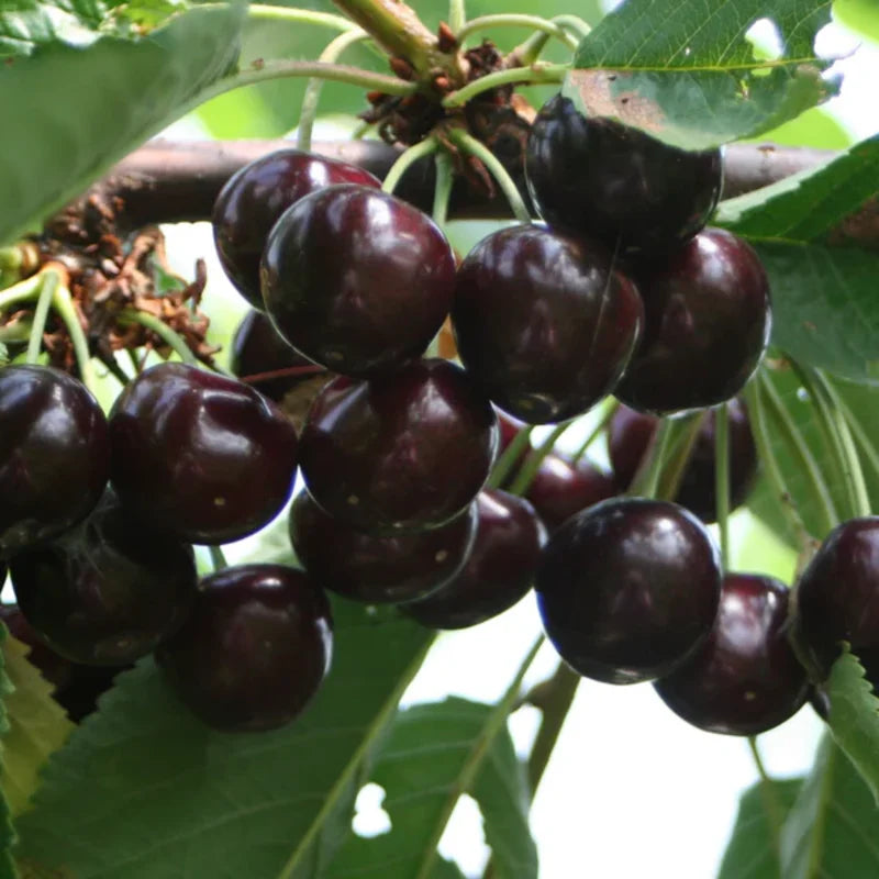 2 Black Cherry Trees Live Plants – Sweet Cherry Bareroot Trees, 1-2 Feet Tall, Perfect for Outdoor Orchards
