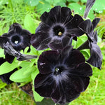 Set of 4 Black Petunia Flowers – Live Plants 4-8 Inches Tall for a Striking Outdoor Display