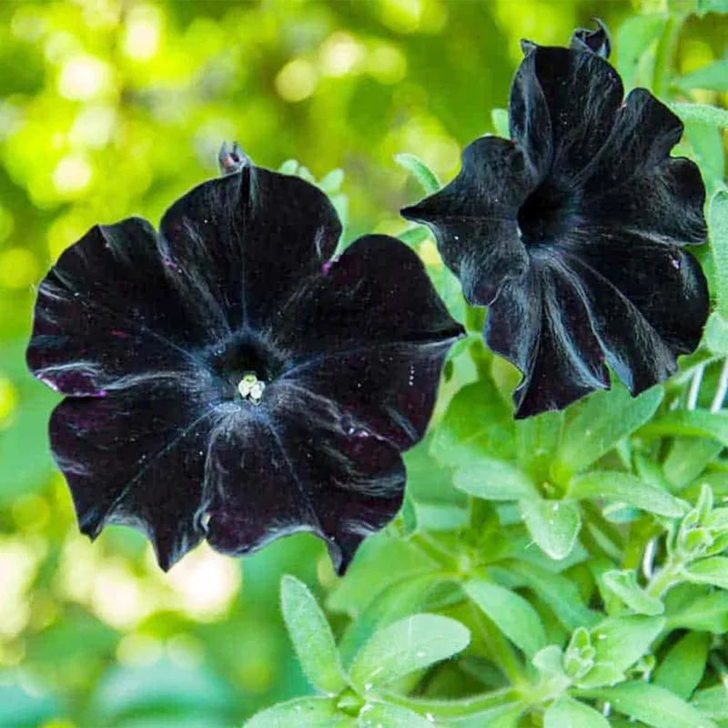 Set of 4 Black Petunia Flowers – Live Plants 4-8 Inches Tall for a Striking Outdoor Display