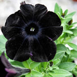 Set of 4 Black Petunia Flowers – Live Plants 4-8 Inches Tall for a Striking Outdoor Display