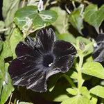 Set of 4 Black Petunia Flowers – Live Plants 4-8 Inches Tall for a Striking Outdoor Display