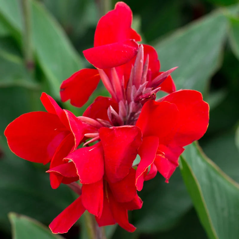 2 Canna Lilies Plants, Canna Lily Plants For Spring Planting, Mix Canna Lily Flower Plants No Pot