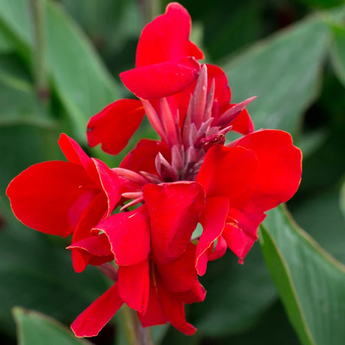 2 Canna Lilies Plants, Canna Lily Plants For Spring Planting, Mix Canna Lily Flower Plants No Pot