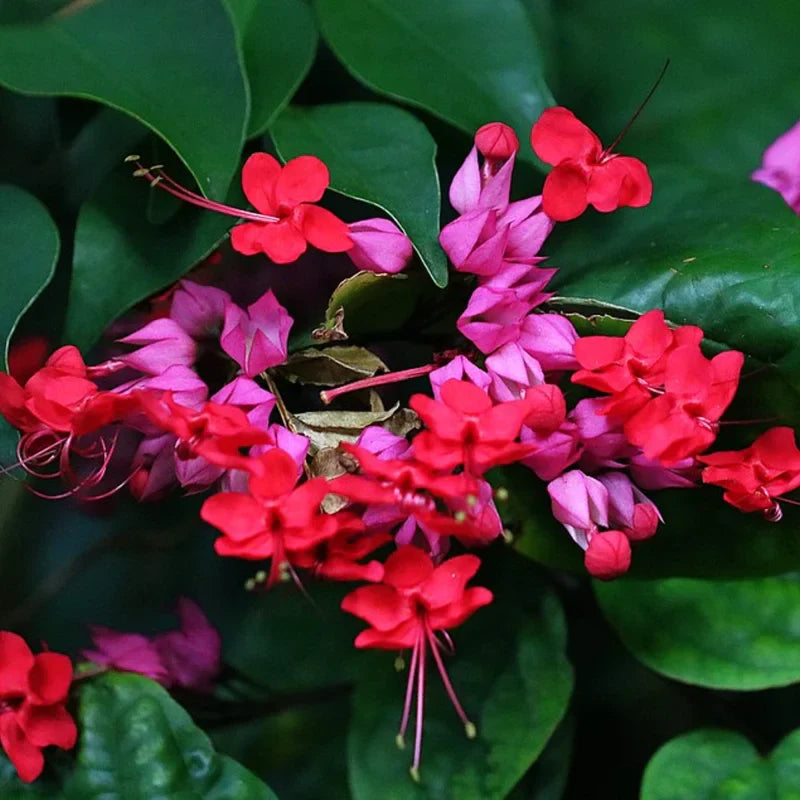2 Clerodendrum Bleeding Heart Plants, Size 4-8 Inc Height, Bleeding Heart Vine For Flowering