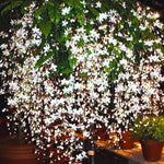 2 Clerodendrum Bleeding Heart Plants, Size 4-8 Inc Height, Bleeding Heart Vine For Flowering