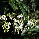 2 Clerodendrum Wallichii Smithianum Plants Live, 4-8 Inch Tall, White Blooms, Clerodendrum Wallichii Vine for Indoor Outdoor