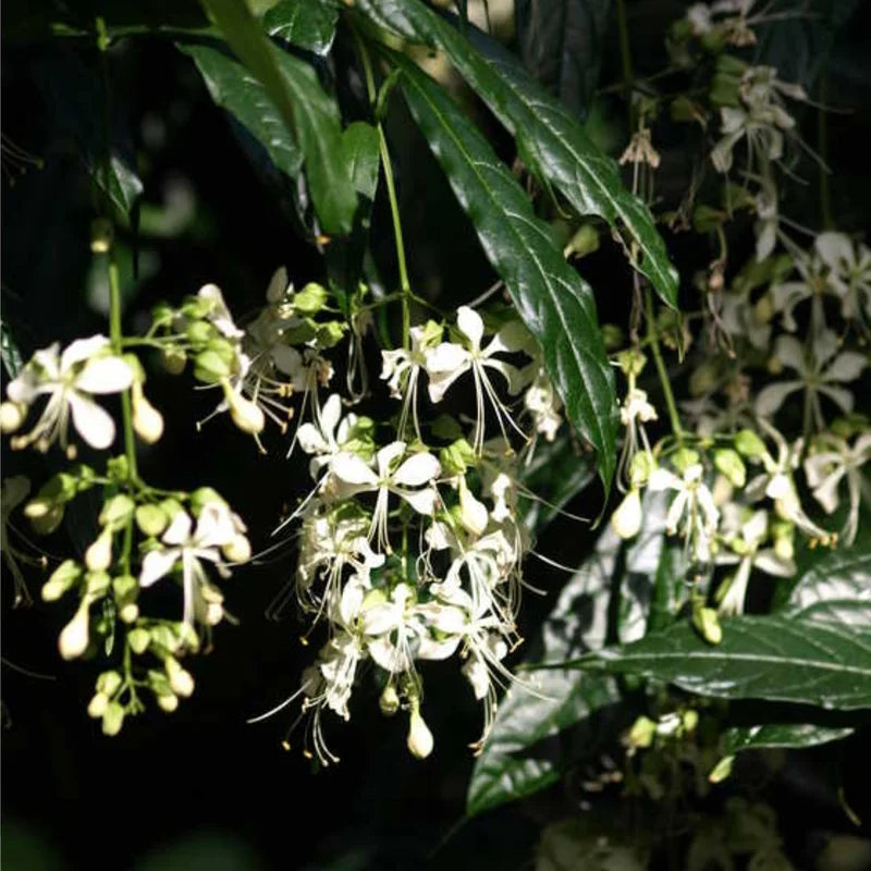 2 Clerodendrum Wallichii Smithianum Plants Live, 4-8 Inch Tall, White Blooms, Clerodendrum Wallichii Vine for Indoor Outdoor