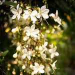 2 Clerodendrum Wallichii Smithianum Plants Live, 4-8 Inch Tall, White Blooms, Clerodendrum Wallichii Vine for Indoor Outdoor