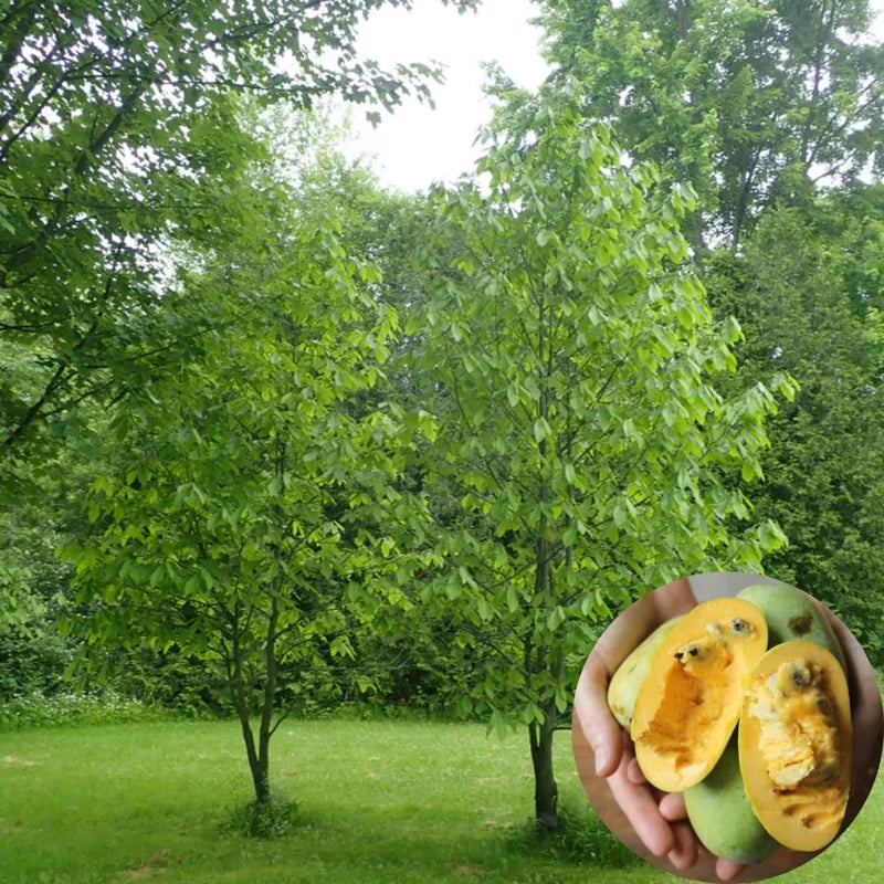 2 Common Pawpaw Trees Live Plants, Paw Paw Plant Indian Banana Trees Asimina Triloba, 6 to 12 Inches In Height In Quart Pot