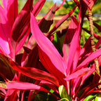 2 Cordyline Plants, Red Ti Leaf Plants Live, Red Sister Ti Plant, 4" to 7" Tall