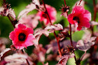 2 Cranberry Hibiscus Plants Live, Live Hibiscus Plants, Hibiscus Flower Plants, Hibiscus Live Plants from 5 Inches Tall Hibiscus Well Rooted for Garden