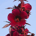 2 Cranberry Hibiscus Plants Live, Live Hibiscus Plants, Hibiscus Flower Plants, Hibiscus Live Plants from 5 Inches Tall Hibiscus Well Rooted for Garden