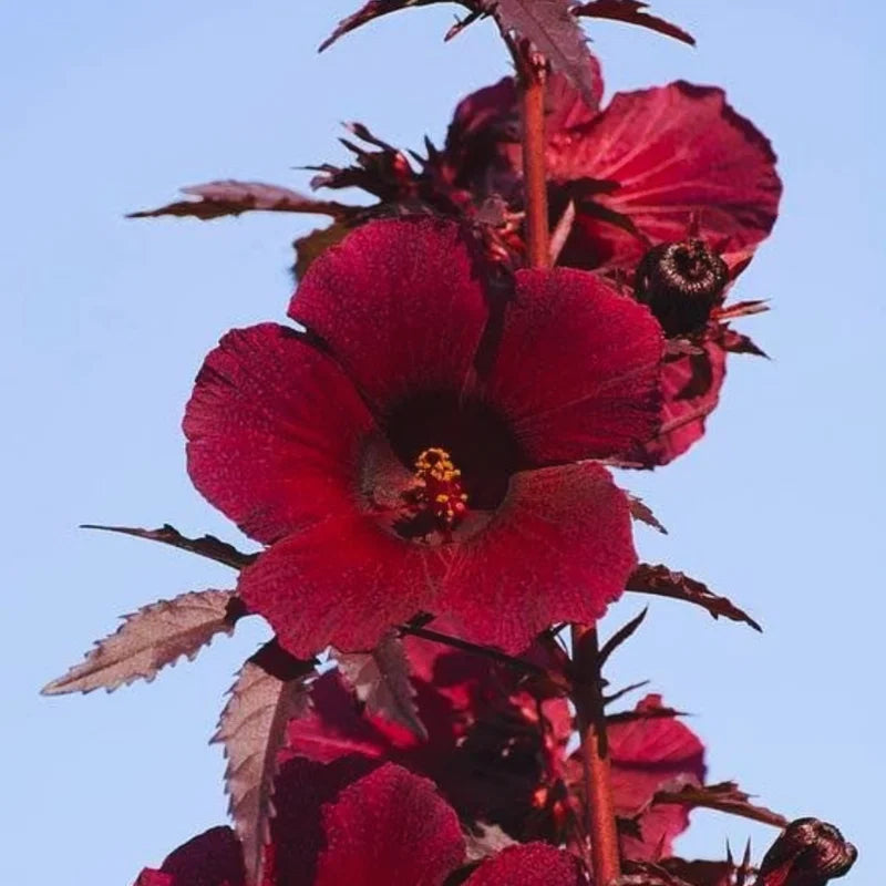 2 Cranberry Hibiscus Plants Live, Live Hibiscus Plants, Hibiscus Flower Plants, Hibiscus Live Plants from 5 Inches Tall Hibiscus Well Rooted for Garden