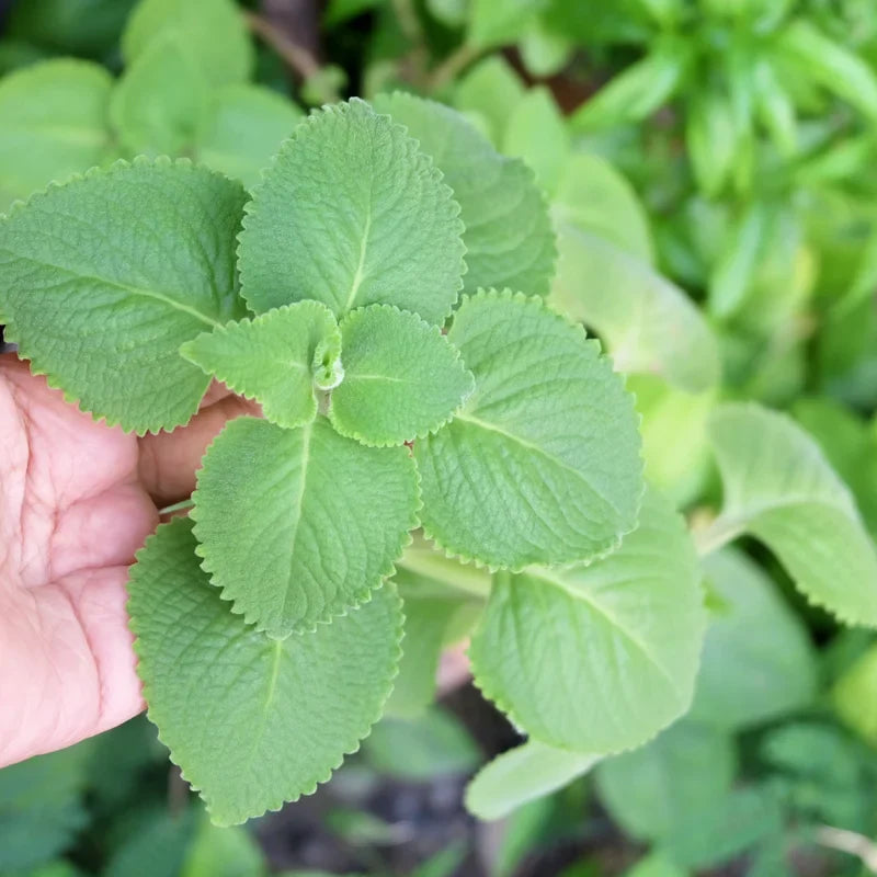 2 Cuban Oregano Plant Live, Herb Plant for Planting 5 to 7 Inches Tall