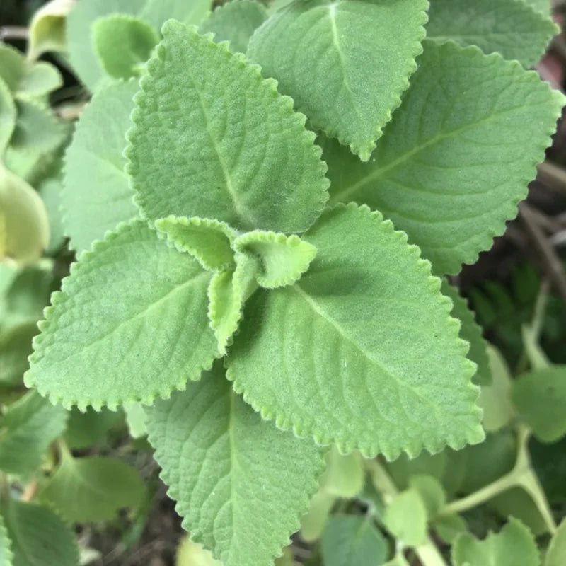 2 Cuban Oregano Plant Live, Herb Plant for Planting 5 to 7 Inches Tall