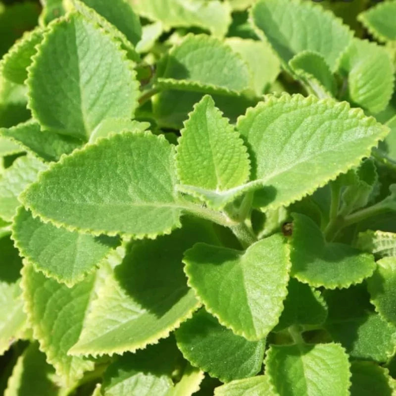 2 Cuban Oregano Plant Live, Herb Plant for Planting 5 to 7 Inches Tall