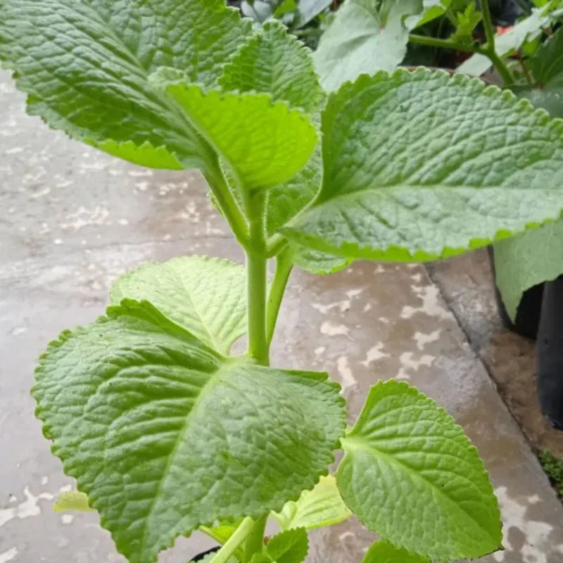 2 Cuban Oregano Plant Live, Herb Plant for Planting 5 to 7 Inches Tall