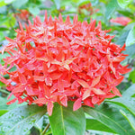 2 Dwaft Ixora Plants Live, Flowers Plants, Live Ixora Plants from 4 Inc Tall Well Rooted (Red)