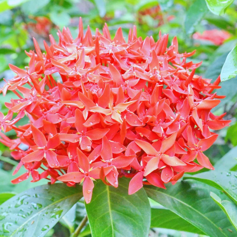 2 Dwaft Ixora Plants Live, Flowers Plants, Live Ixora Plants from 4 Inc Tall Well Rooted (Red)