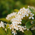 2 Dwaft Ixora Plants Live, Flowers Plants, Live Ixora Plants from 4 Inc Tall Well Rooted (White)