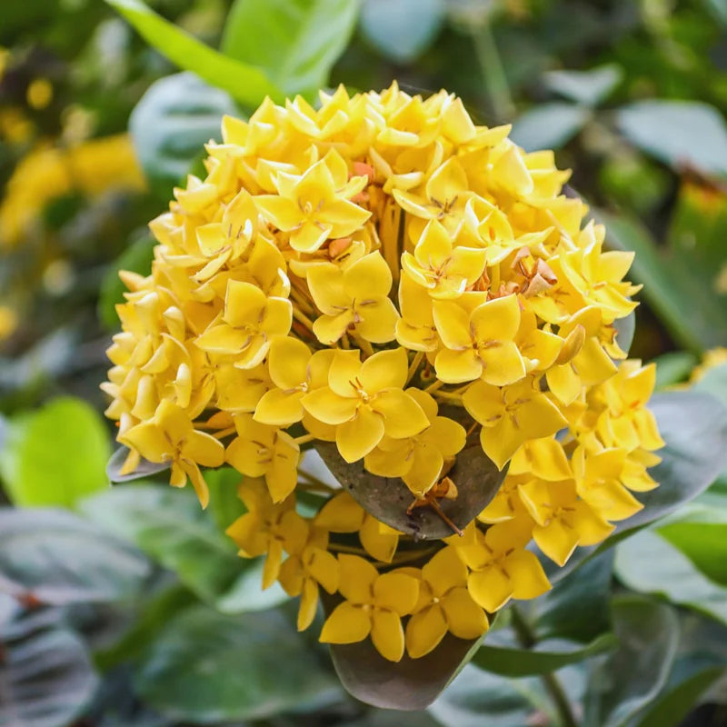 2 Dwaft Ixora Plants Live, Flowers Plants, Live Ixora Plants from 4 Inc Tall Well Rooted (Yellow)