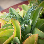 2 Kalanchoe Mother of Thousands Succulent Plants Live - Kalanchoe Live Plant in Pot for Indoor Gardens