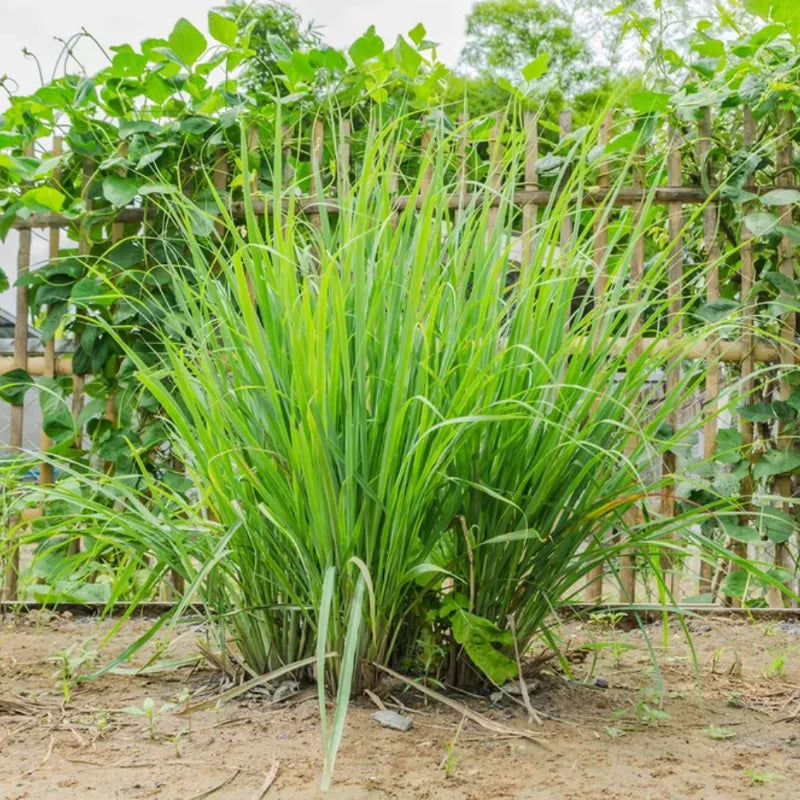 2 Lemon Grass Live Plants, Lemongrass Plants, Herb Plant for Planting, 4" to 7" Tall