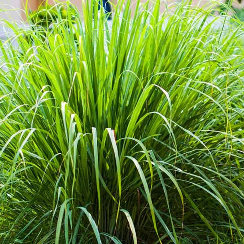2 Lemon Grass Live Plants, Lemongrass Plants, Herb Plant for Planting, 4" to 7" Tall