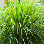2 Lemon Grass Live Plants, Lemongrass Plants, Herb Plant for Planting, 4" to 7" Tall