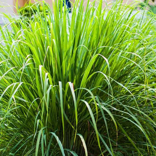 2 Lemon Grass Live Plants, Lemongrass Plants, Herb Plant for Planting, 4" to 7" Tall