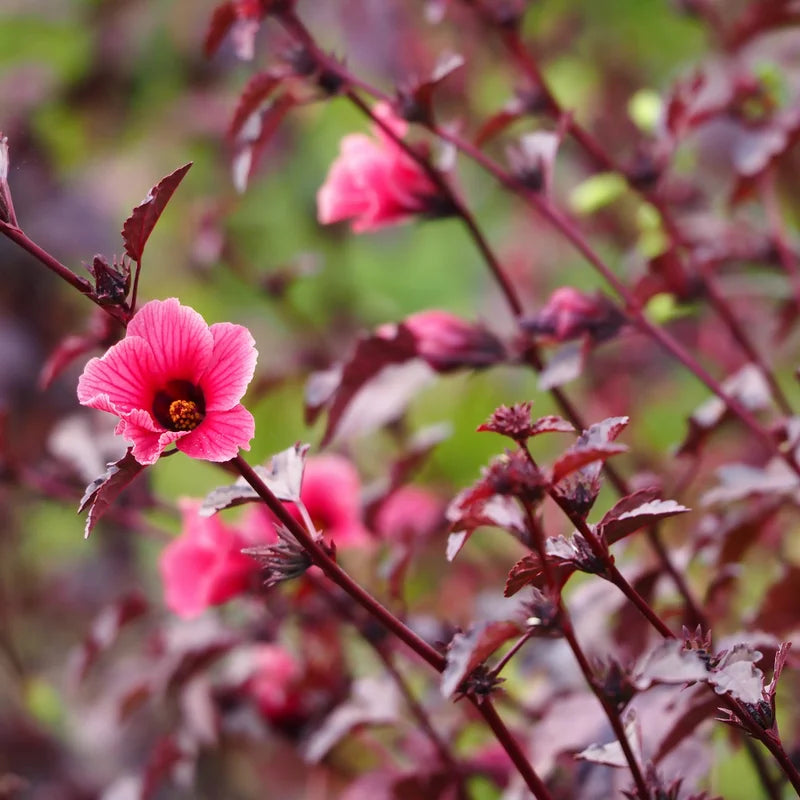4 Hibiscus Live Plants, Cranberry Hibiscus Plants, 4 to 7 Inches Long, Hibiscus Well Rooted, Live Hibiscus Plants, Hibiscus Plants Live, Easy to Plant