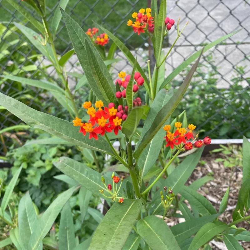 2 Milkweed Plants, Butterfly Milkweed Plants, Live Milkweed Plants, Tropical Milkweed Flower Plants Red Orange Bareroot, 4 To 7 Inches Tall