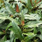 2 Okinawa Spinach Plant, Spinach Plant Live 4 Inches Rooted, Live Vegetable Plant For Garden