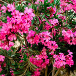 2 Oleander Live Plants, 4 to 6 Inches Tall, Pink Oleander Plants Live, Oleander Well Rooted, Live Oleander Plants for Planting