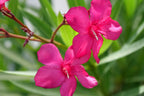 2 Oleander Live Plants, 4 to 6 Inches Tall, Pink Oleander Plants Live, Oleander Well Rooted, Live Oleander Plants for Planting